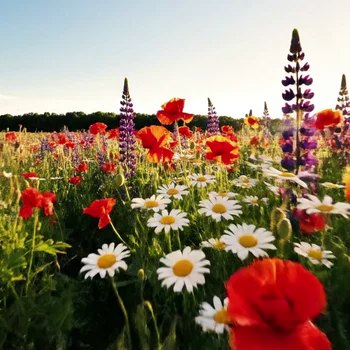 ComfyUI workflow preview: Video to Lineart / Canny - Before