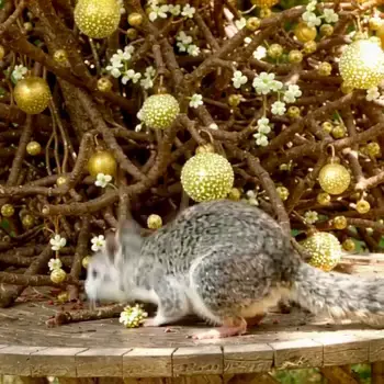 ComfyUI workflow: LTX-2 Canny to Video - Preview 1