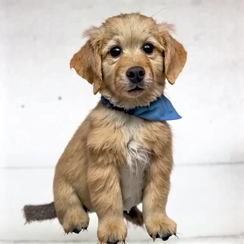 ComfyUI workflow template: Squish Anything with LTX-2 I2V and LoRA